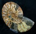 Inch Ammonite (Half) - Agate Preservation #4364-2